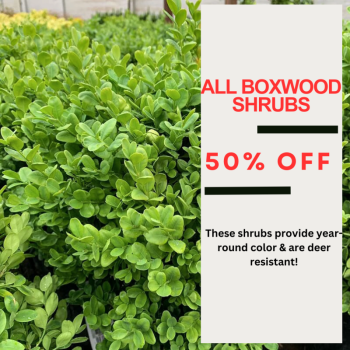 50% OFF ALL BOXWOODS!